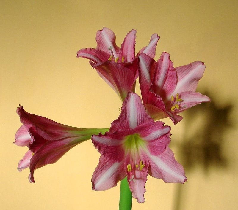 1547908875_pink_floid_gippeastrum_1547908868_5c433704ac377.jpg