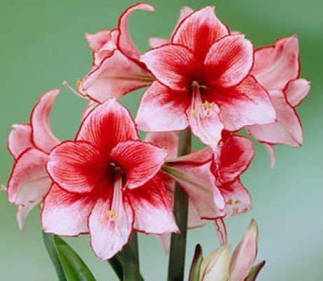 1547919315_harizma_gippeastrum_1547919307_5c435fcbc6412.jpg