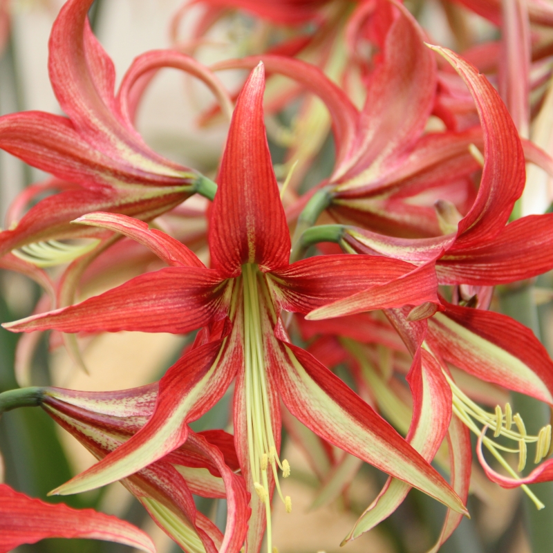 la_paz_gippeastrum_1547908594_5c4335f25d398.jpg