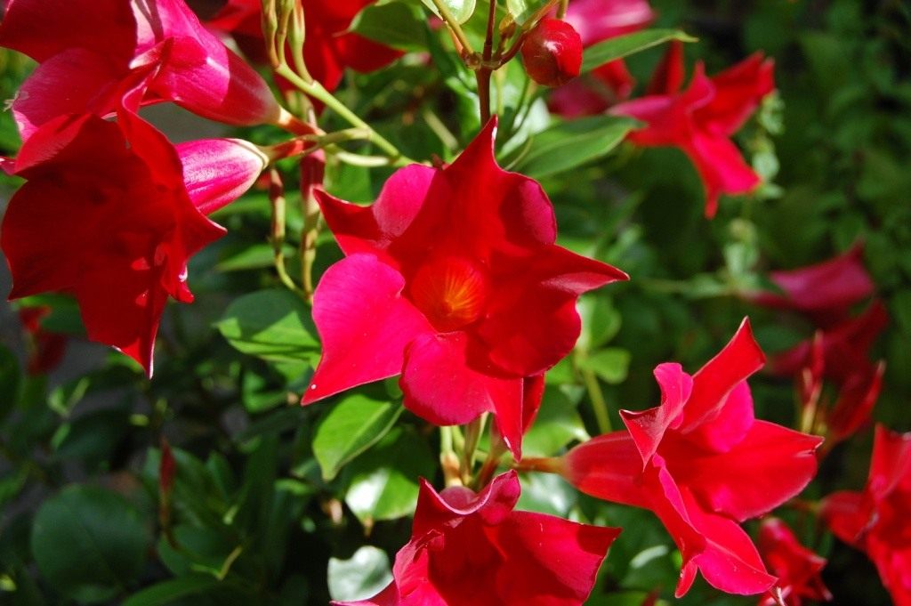 mandevilla_blestyashhaya_1549115970_5c55a242c1b48.jpg