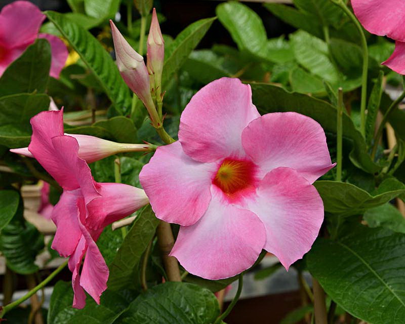 mandevilla_bolivijskaya_1549116129_5c55a2e16d99a.jpg