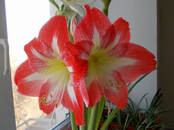 minerva_gippeastrum_1547919524_5c4360a41d89c.jpg