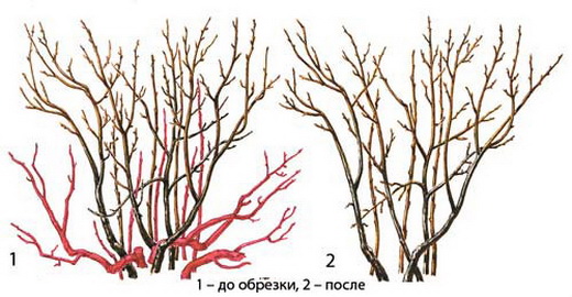 Обрезка вейгелы