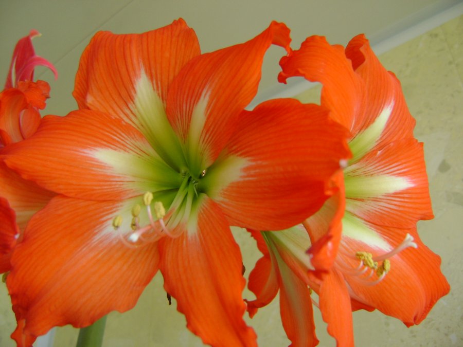 oranzhevyj_plut_gippeastrum_1547919663_5c43612fb3df7.jpg