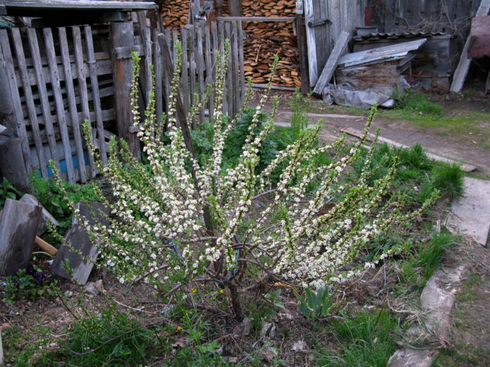 Кустарник вишни Бессея