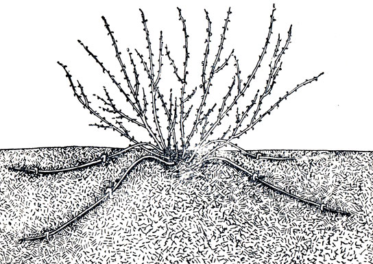 Размножение крыжовника горизонтальными отводками