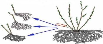 Размножение крыжовника делением куста