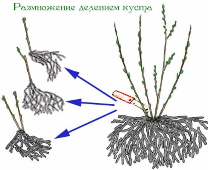 Деление куста