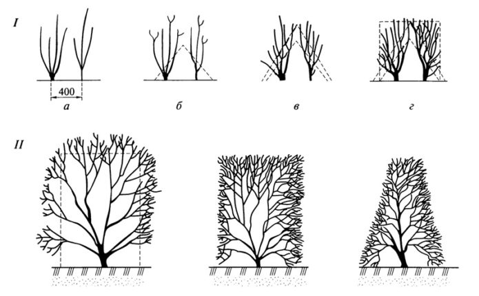 Рисунок формирующей обрезки новых посадок (I) и уже взрослых растений (II)