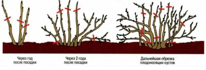 Схема обрезки куста калины по годам