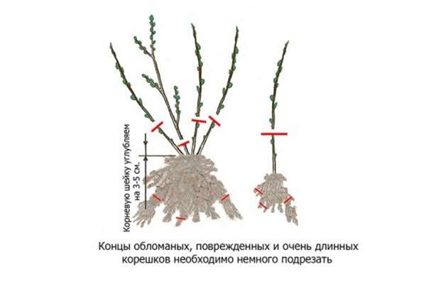 Схема обрезки ежевики при посадке