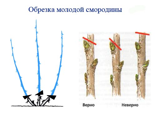 Обрезка молодой смородины при посадке