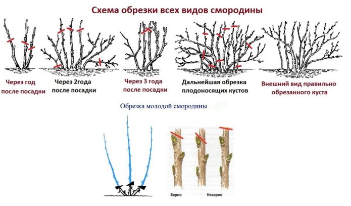 Схема обрезки смородины