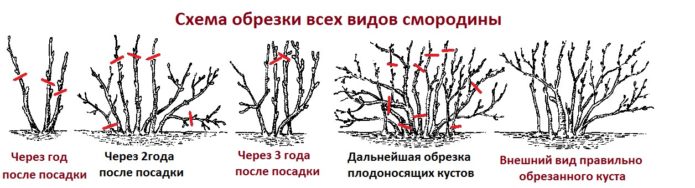 Схема обрезки