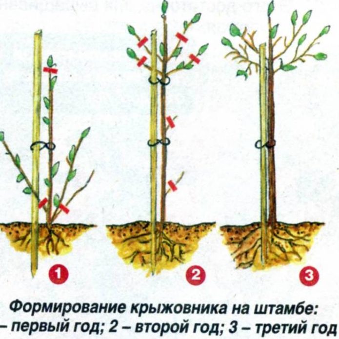 обрезка штамбовый крыжовник