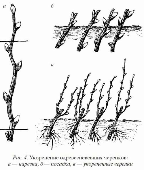 Рисунок размножения черенками