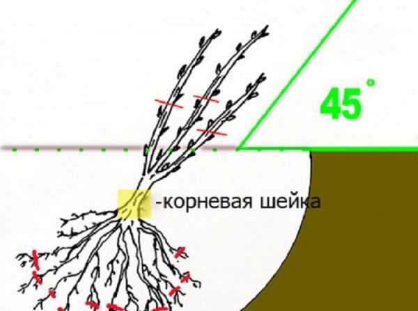 Схема посадки чёрной смородины