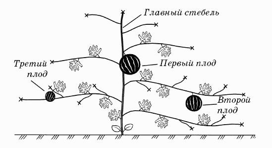 Схема формировки арбузно растения
