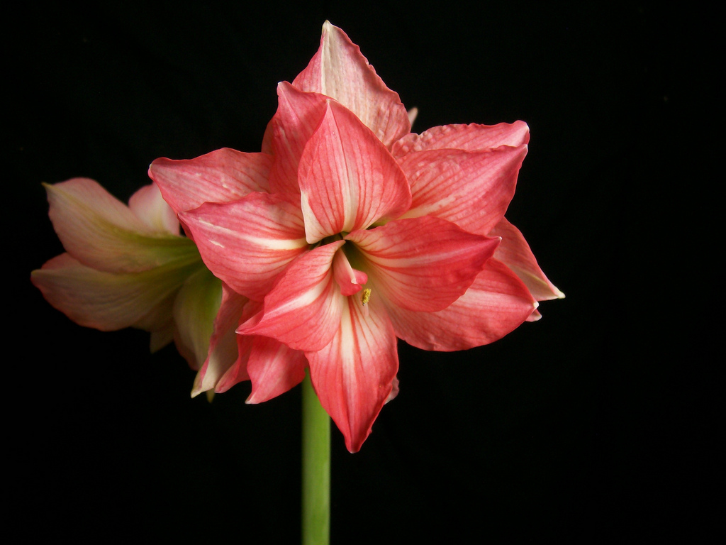 zombi_gippeastrum_1547908465_5c43357118622.jpg