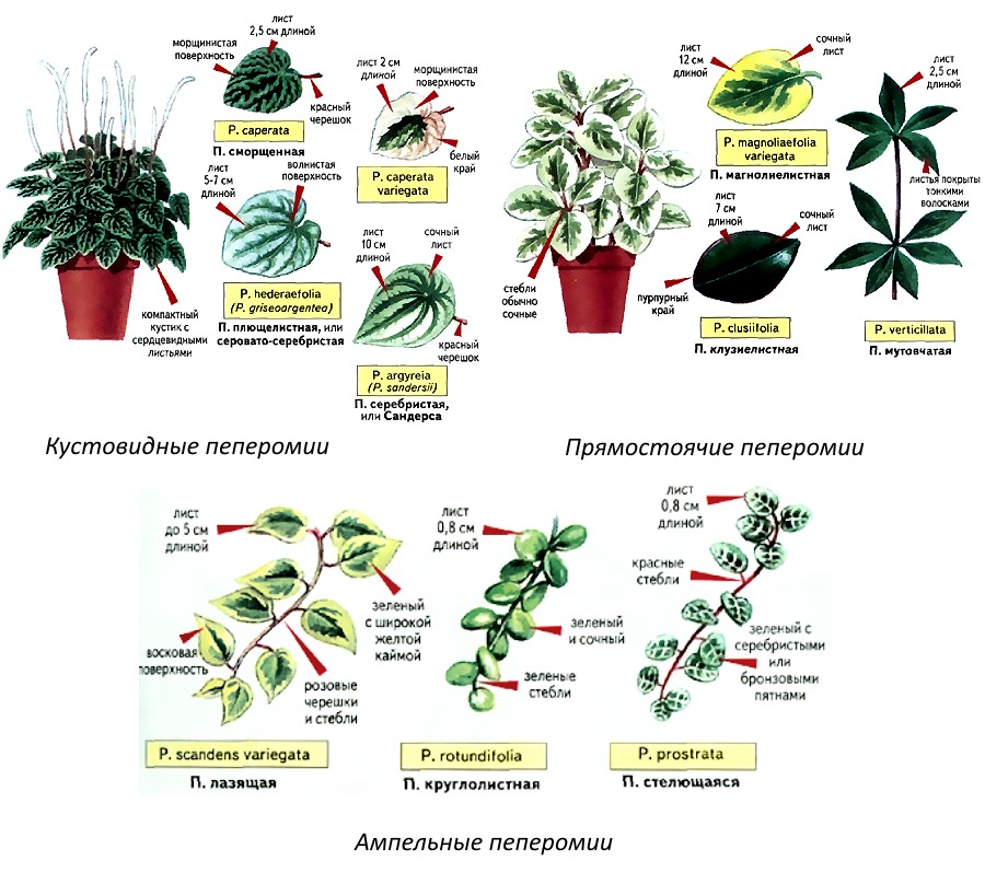 Пеперомия виды фото и названия