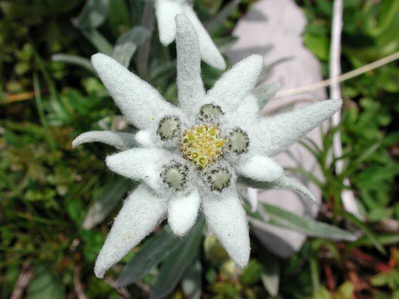 Цветок эдельвейс вблизи