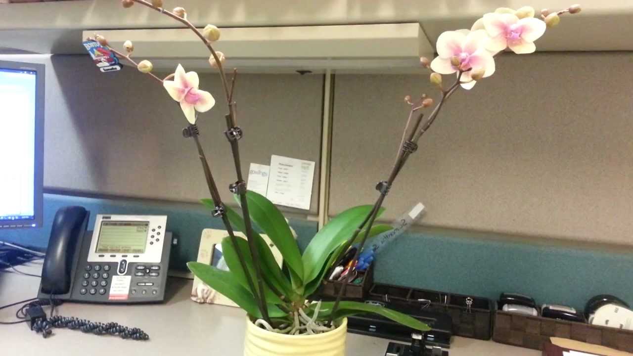 Орхидея в кабинете
