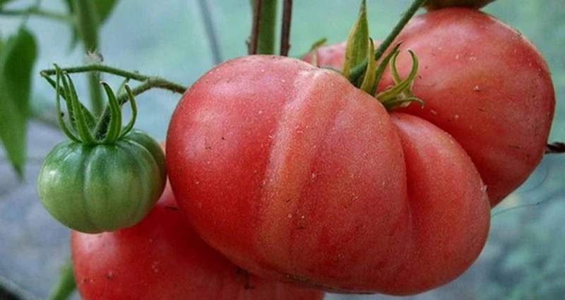 Гигант томат