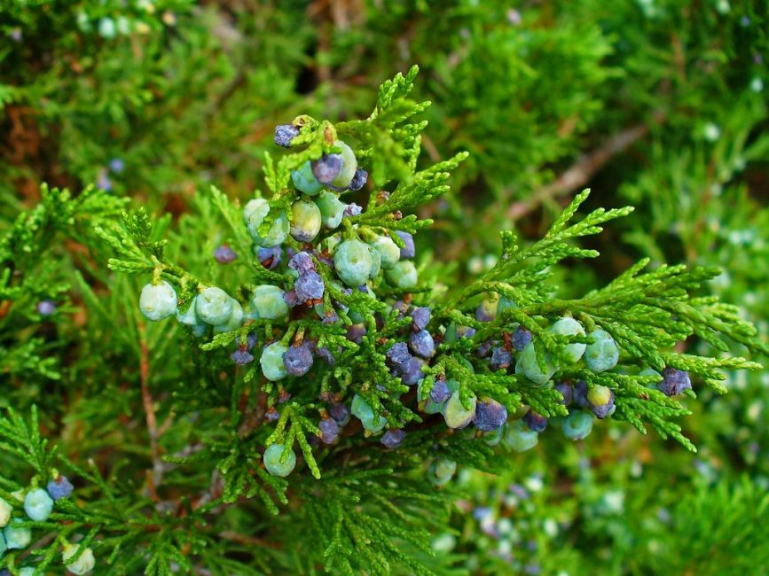 Juniperus sabina