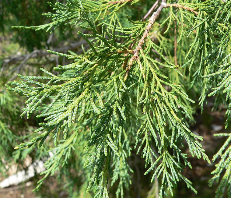 Скальный вид или Juniperus scopulorum