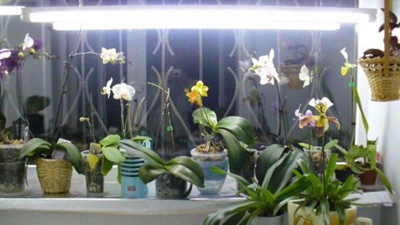 освещение орхидей дендробиум