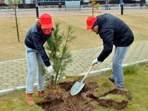 Посадка крупномерных деревьев вручную