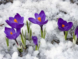 Цветы крокуса в снегу