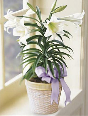 Комнатная белая лилия с фиолетовым бантиком
