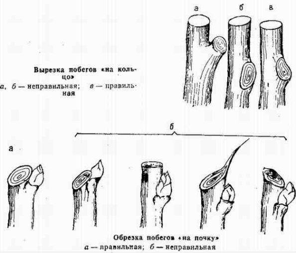 Обрезка груши