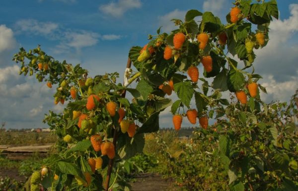 Куст малины Оранжевое чудо