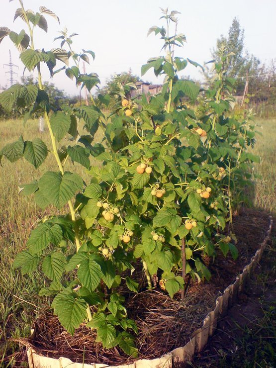 Куст малины сорта Жёлтый гигант