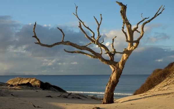 Сухое дерево на берегу моря