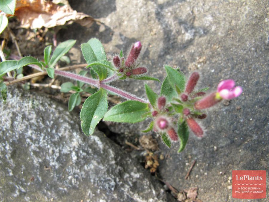 Saponaria ocymoides