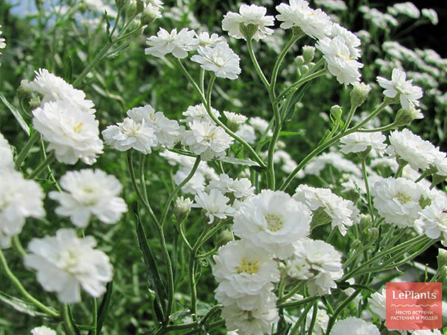 Gypsophila paniculata 