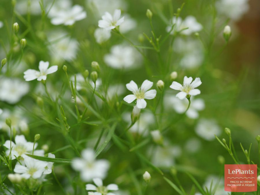 Gypsophila paniculata