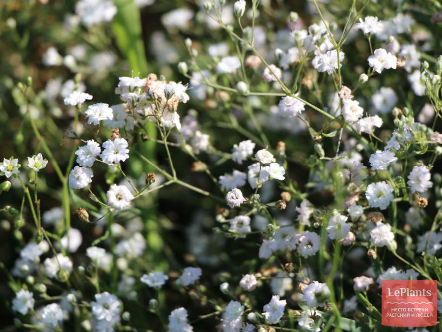 Gypsophila paniculata 