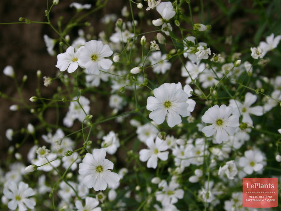 Gypsophila elegans 