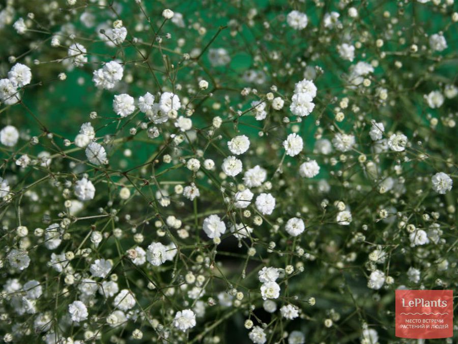 Gypsophila paniculata 