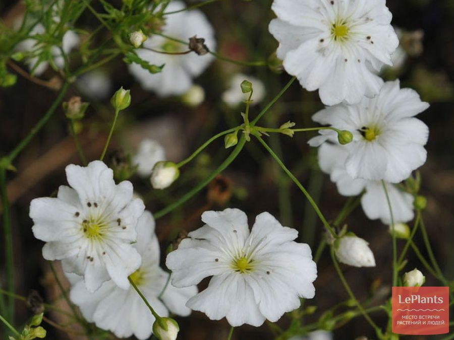 Gypsophila elegans