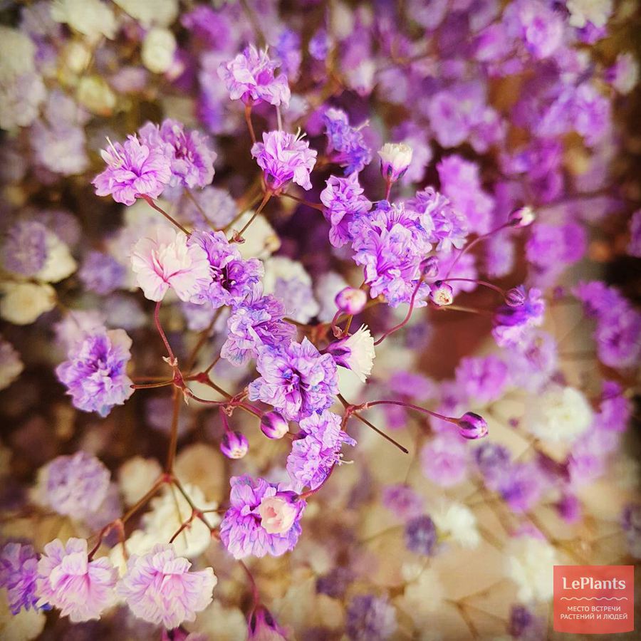 Gypsophila paniculata