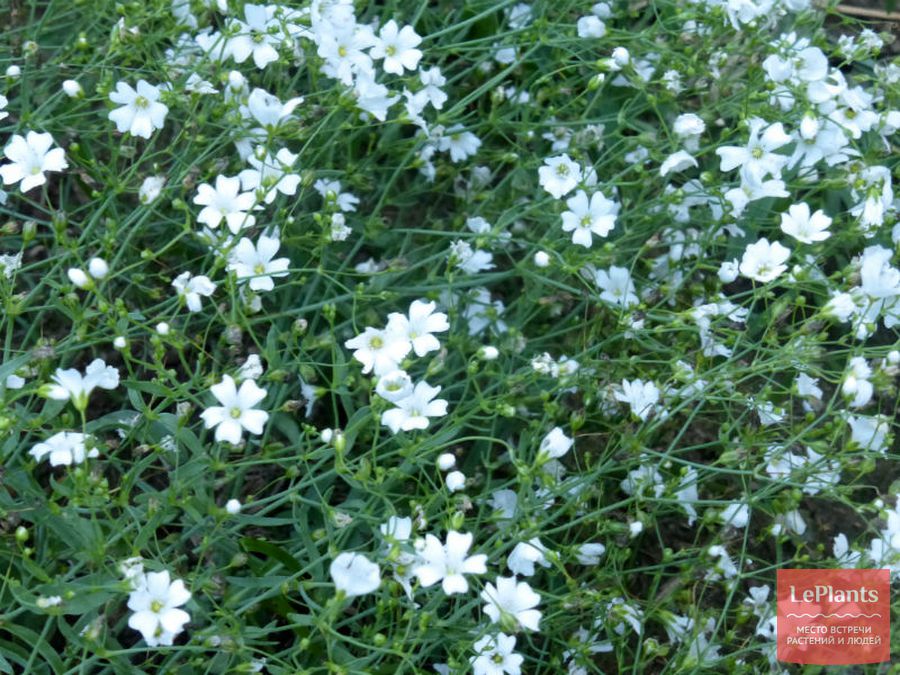 Gypsophila elegans 