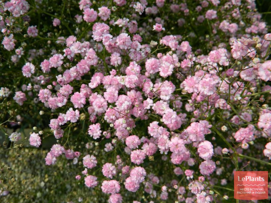 Gypsophila paniculata 