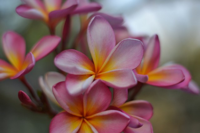 Плюмерия или Франжипани, волшебные цветы в моей жизни.