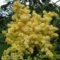 Сирень пекинская (Syringa pekinensis)