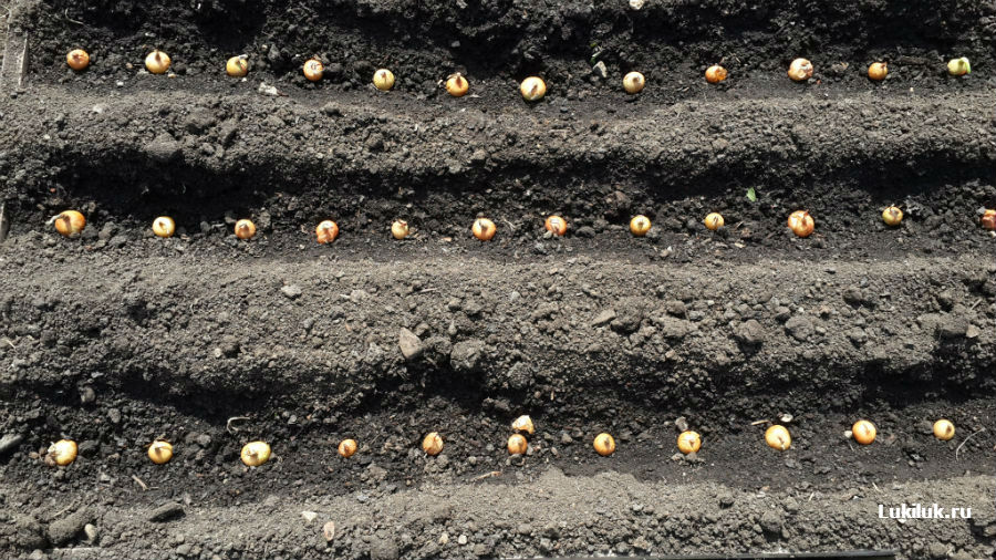 Посадка лука весной и как сажать севок в открытый грунт